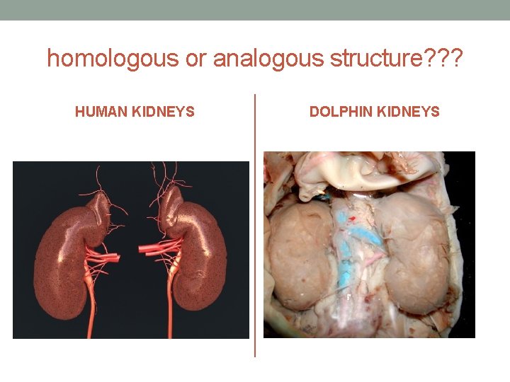homologous or analogous structure? ? ? HUMAN KIDNEYS DOLPHIN KIDNEYS 