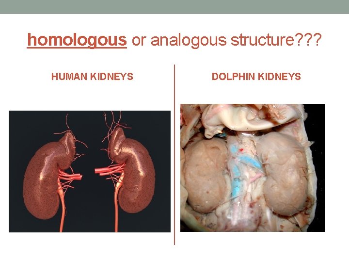 homologous or analogous structure? ? ? HUMAN KIDNEYS DOLPHIN KIDNEYS 
