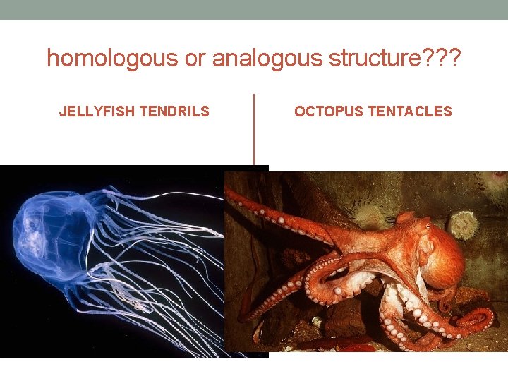 homologous or analogous structure? ? ? JELLYFISH TENDRILS OCTOPUS TENTACLES 