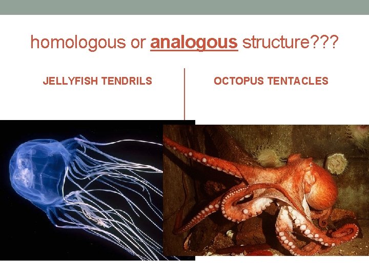 homologous or analogous structure? ? ? JELLYFISH TENDRILS OCTOPUS TENTACLES 