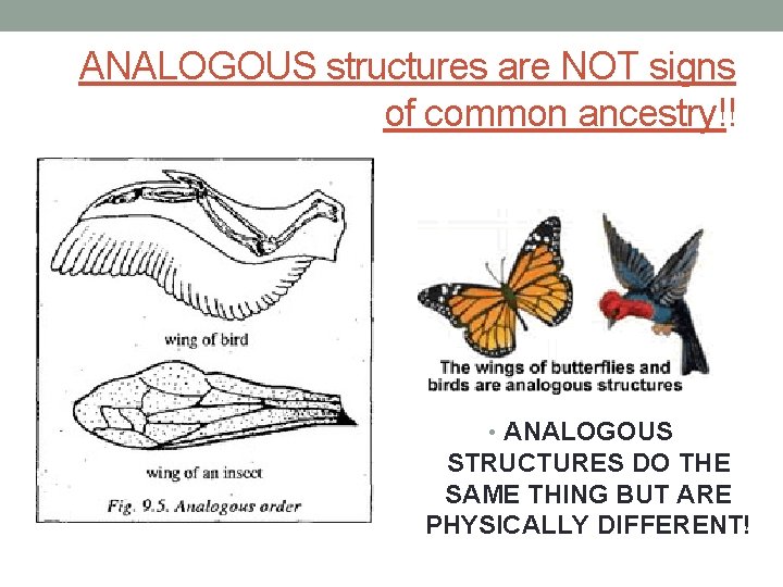 ANALOGOUS structures are NOT signs of common ancestry!! • ANALOGOUS STRUCTURES DO THE SAME