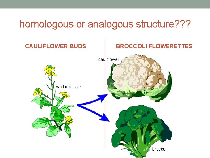 homologous or analogous structure? ? ? CAULIFLOWER BUDS BROCCOLI FLOWERETTES 