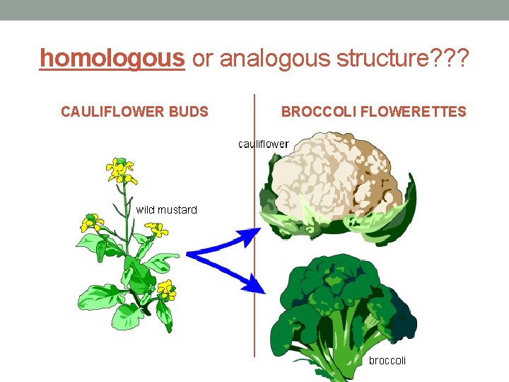 homologous or analogous structure? ? ? CAULIFLOWER BUDS BROCCOLI FLOWERETTES 