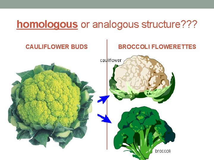 homologous or analogous structure? ? ? CAULIFLOWER BUDS BROCCOLI FLOWERETTES 
