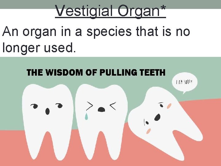 Vestigial Organ* An organ in a species that is no longer used. 