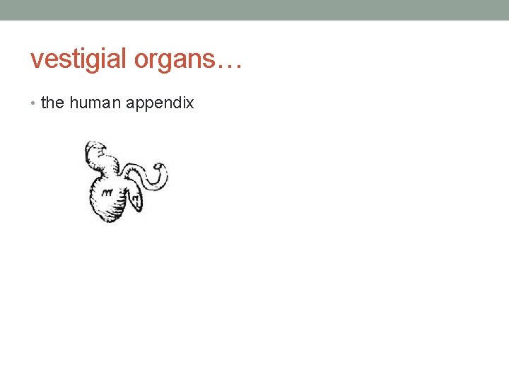 vestigial organs… • the human appendix 
