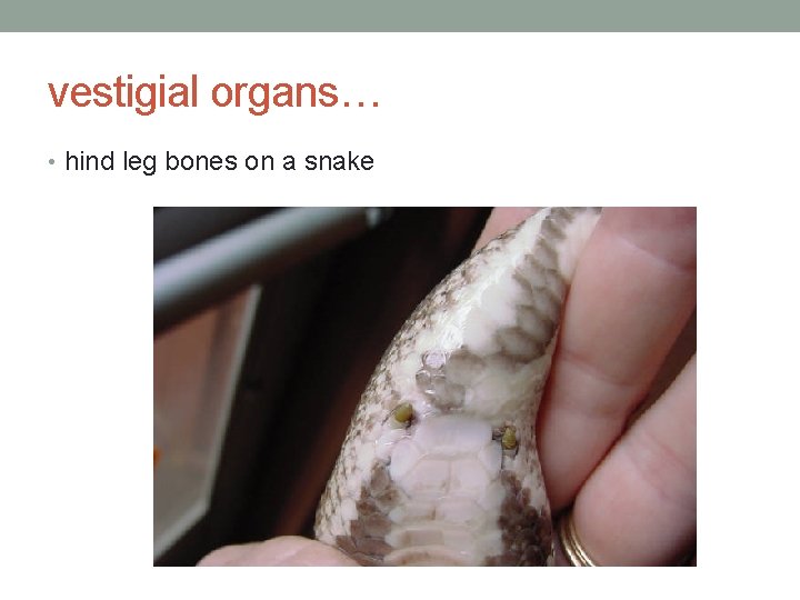 vestigial organs… • hind leg bones on a snake 