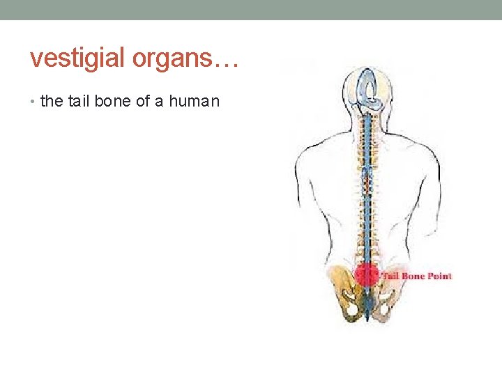 vestigial organs… • the tail bone of a human 