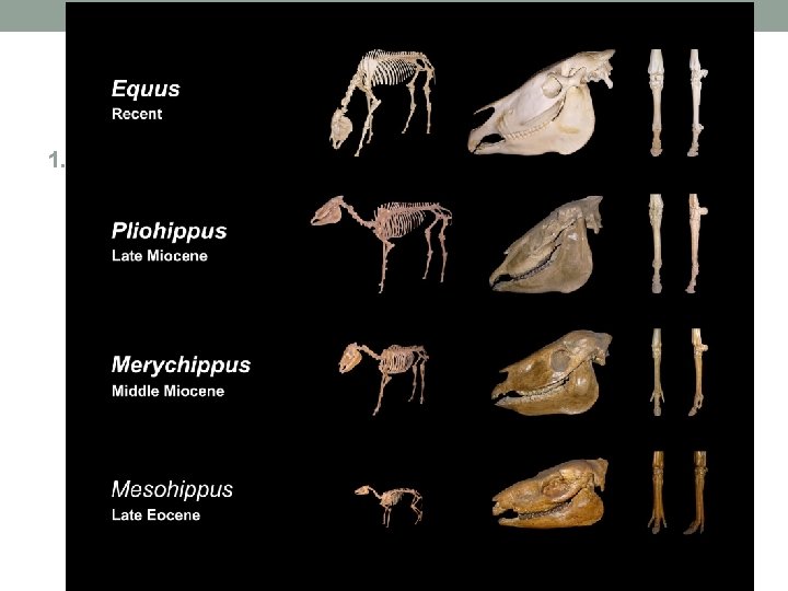 Evidence that life EVOLVES from earlier species! 1. FOSSILS 