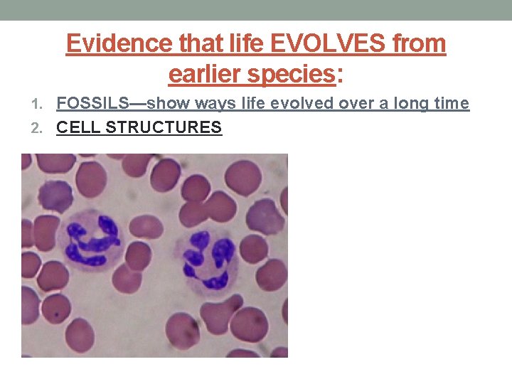 Evidence that life EVOLVES from earlier species: 1. FOSSILS—show ways life evolved over a