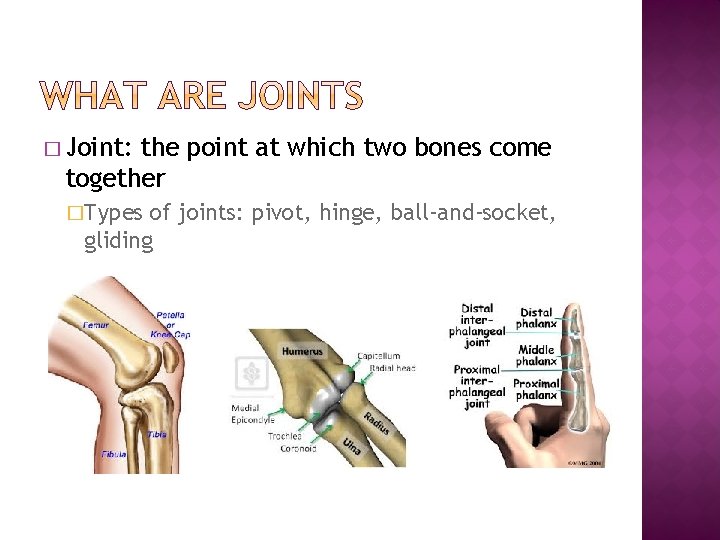 � Joint: the point at which two bones come together �Types of joints: pivot,