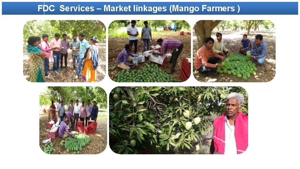 FDC Services – Market linkages (Mango Farmers ) 