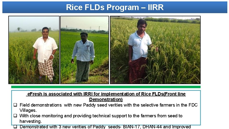 Rice FLDs Program – IIRR e. Fresh is associated with IRRI for implementation of