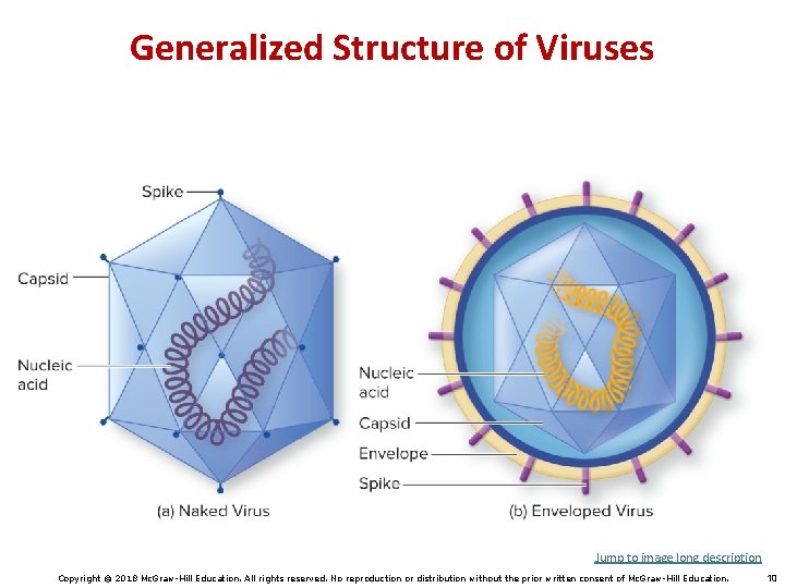 Generalized Structure of Viruses Jump to image long description Copyright © 2018 Mc. Graw-Hill