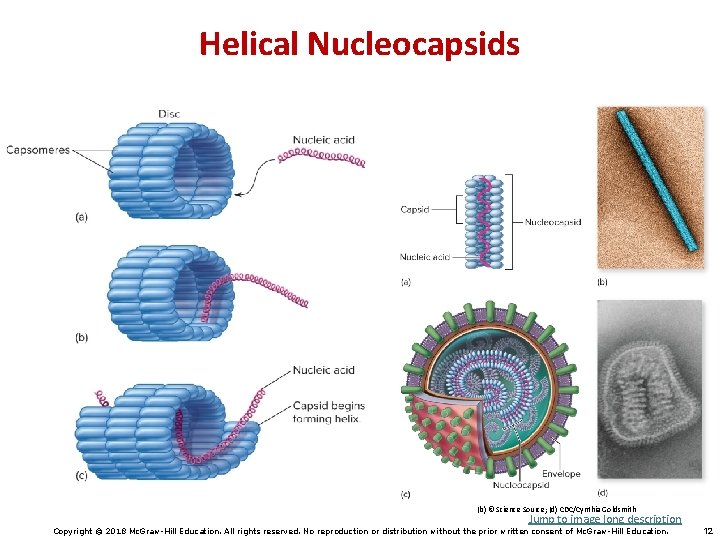 Helical Nucleocapsids (b) © Science Source; (d) CDC/Cynthia Goldsmith Jump to image long description