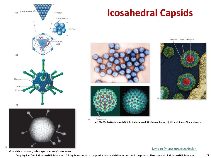 Icosahedral Capsids (a 1) CDC/Dr. Erskine Palmar; (a 2) © Dr Linda Stannard, Uct/Science