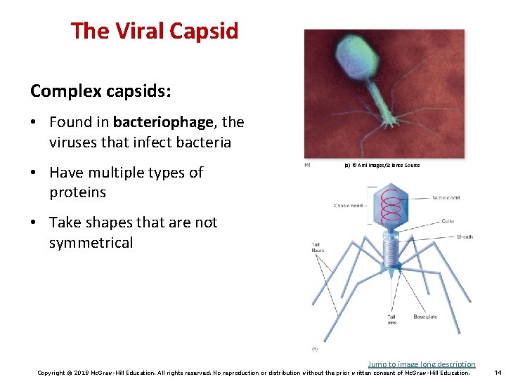 The Viral Capsid Complex capsids: • Found in bacteriophage, the viruses that infect bacteria