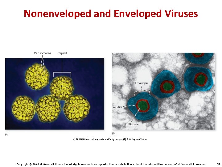 Nonenveloped and Enveloped Viruses (a) © BSIP/Universal Images Group/Getty Images; (b) © Kathy Park