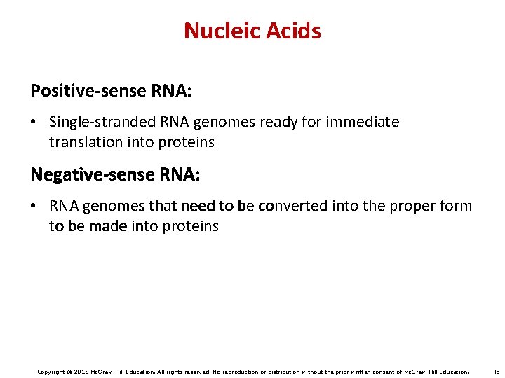 Nucleic Acids Positive-sense RNA: • Single-stranded RNA genomes ready for immediate translation into proteins