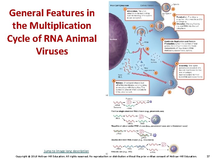 General Features in the Multiplication Cycle of RNA Animal Viruses Jump to image long