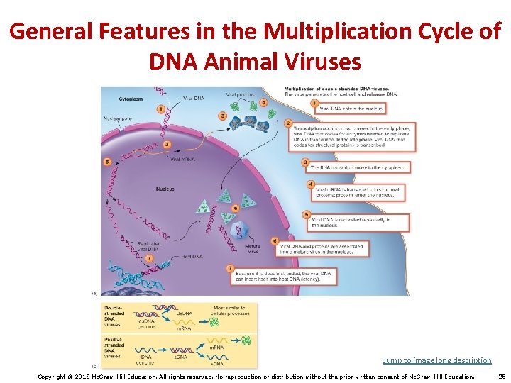 General Features in the Multiplication Cycle of DNA Animal Viruses Jump to image long