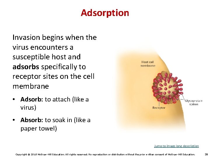 Adsorption Invasion begins when the virus encounters a susceptible host and adsorbs specifically to