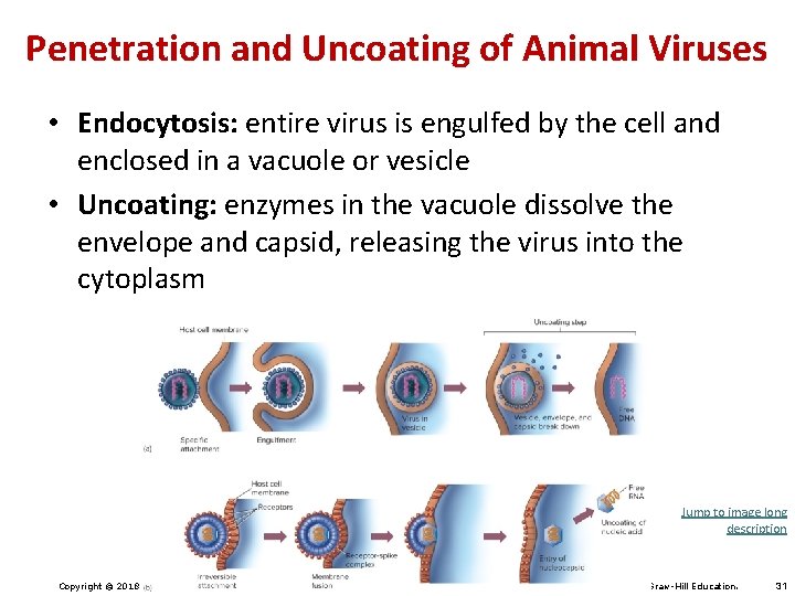 Penetration and Uncoating of Animal Viruses • Endocytosis: entire virus is engulfed by the