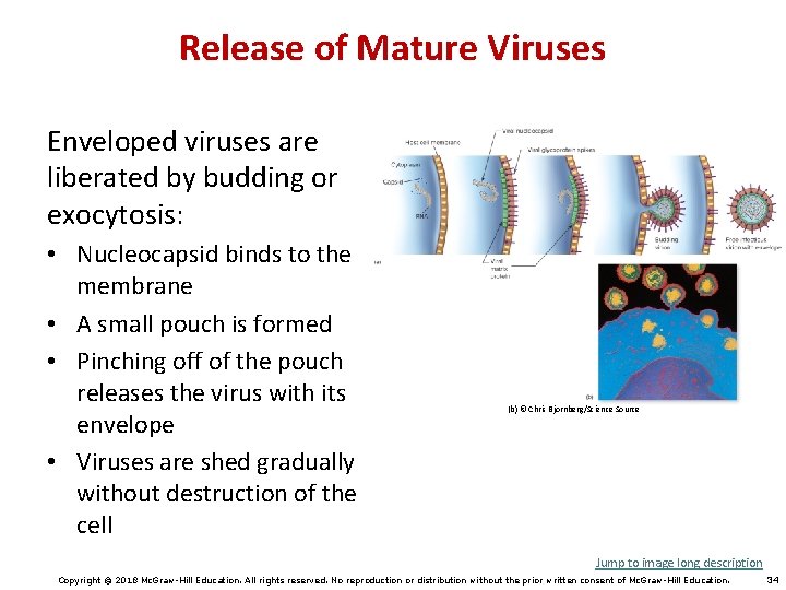 Release of Mature Viruses Enveloped viruses are liberated by budding or exocytosis: • Nucleocapsid