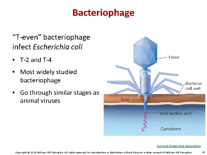 Bacteriophage “T-even” bacteriophage infect Escherichia coli • T-2 and T-4 • Most widely studied