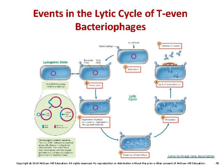 Events in the Lytic Cycle of T-even Bacteriophages Jump to image long description Copyright