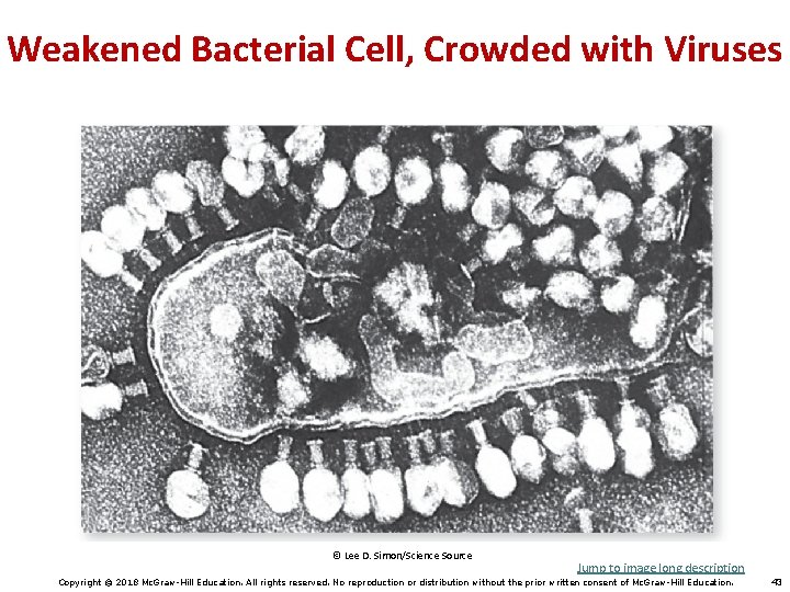 Weakened Bacterial Cell, Crowded with Viruses © Lee D. Simon/Science Source Jump to image