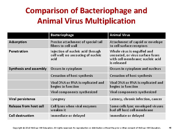 Comparison of Bacteriophage and Animal Virus Multiplication Bacteriophage Animal Virus Penetration Precise attachment of