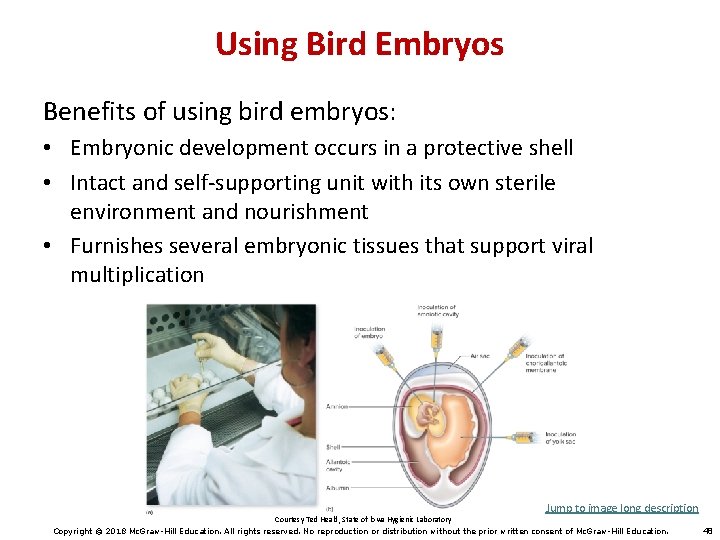 Using Bird Embryos Benefits of using bird embryos: • Embryonic development occurs in a