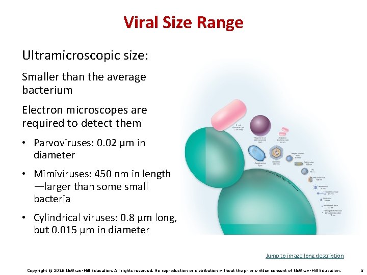 Viral Size Range Ultramicroscopic size: Smaller than the average bacterium Electron microscopes are required