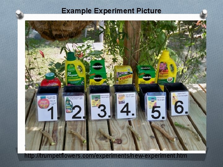 Example Experiment Picture Chap 1 ES Nature of Science 1/5/2022 http: //trumpetflowers. com/experiments/new-experiment. htm