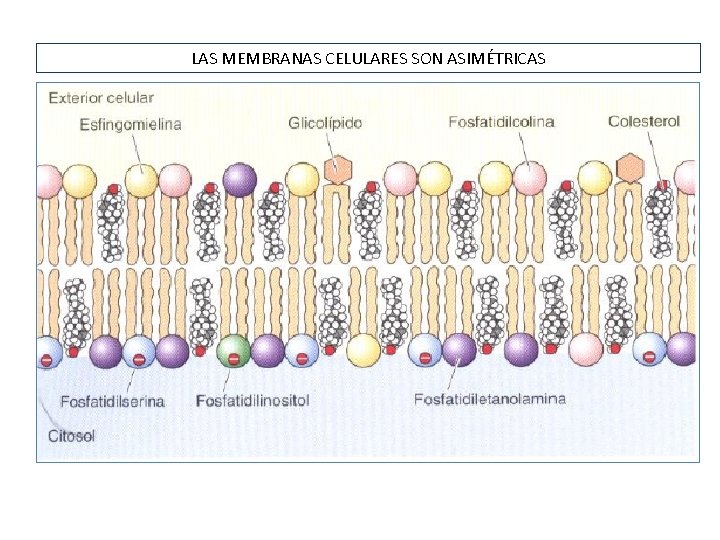 LAS MEMBRANAS CELULARES SON ASIMÉTRICAS 