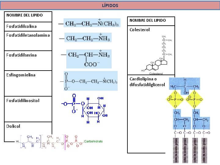 LÍPIDOS NOMBRE DEL LIPIDO Fosfatidilcolina Fosfatidiletanolamina NOMBRE DEL LIPIDO Colesterol Fosfatidilserina Esfingomielina Fosfatidilinositol Dolicol