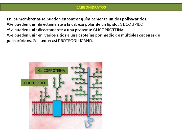 CARBOHIDRATOS En las membranas se pueden encontrar químicamente unidos polisacáridos. §Se pueden unir directamente