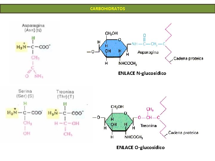 CARBOHIDRATOS ENLACE N-glucosídico ENLACE O-glucosídico 