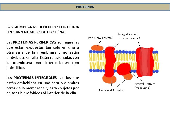 PROTEÍNAS LAS MEMBRANAS TIENEN EN SU INTERIOR UN GRAN NÚMERO DE PROTEÍNAS. Las PROTEINAS