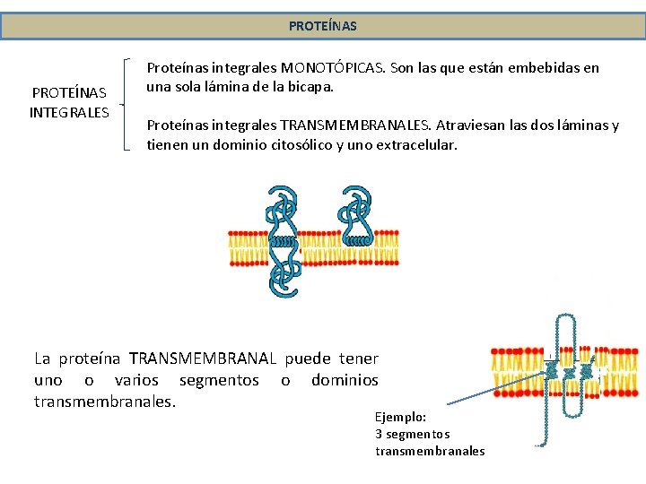 PROTEÍNAS INTEGRALES Proteínas integrales MONOTÓPICAS. Son las que están embebidas en una sola lámina