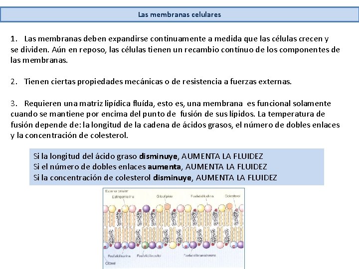 Las membranas celulares 1. Las membranas deben expandirse continuamente a medida que las células