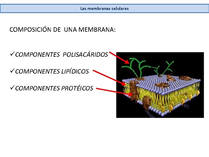 Las membranas celulares COMPOSICIÓN DE UNA MEMBRANA: üCOMPONENTES POLISACÁRIDOS üCOMPONENTES LIPÍDICOS üCOMPONENTES PROTÉICOS 