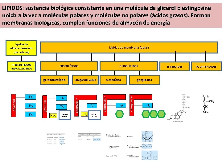LÍPIDOS: sustancia biológica consistente en una molécula de glicerol o esfingosina unida a la