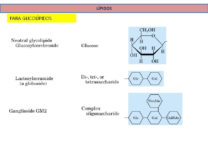 LÍPIDOS PARA GLICOLÍPIDOS 