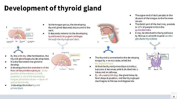 Development of thyroid gland ● 1 Picture ● ● ● As the tongue grows,