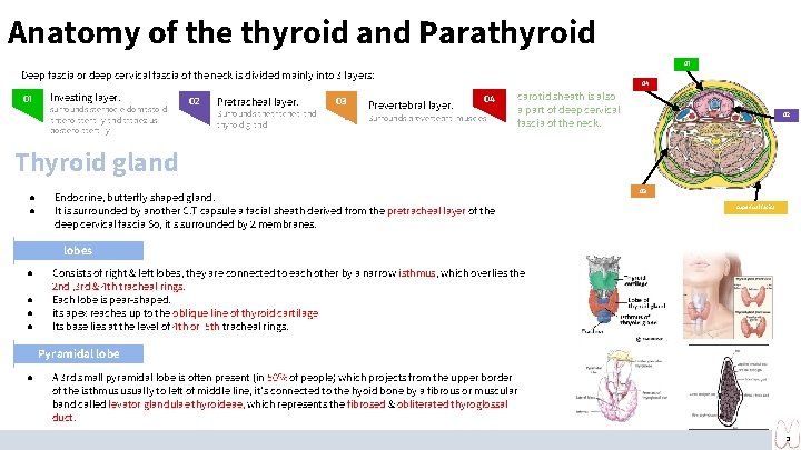 Anatomy of the thyroid and Parathyroid 01 Deep fascia or deep cervical fascia of