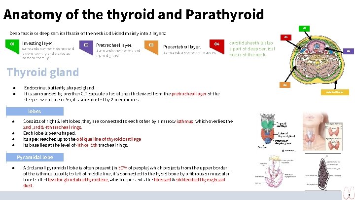Anatomy of the thyroid and Parathyroid 01 Deep fascia or deep cervical fascia of Anatomy of the thyroid and Parathyroid 01 Deep fascia or deep cervical fascia of
