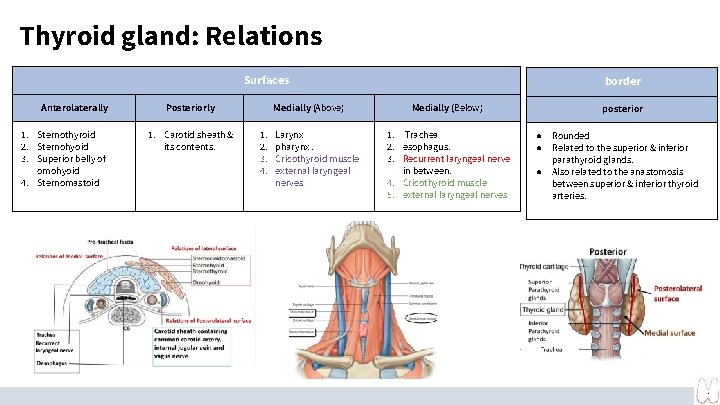 Thyroid gland: Relations Surfaces Anterolaterally 1. Sternothyroid 2. Sternohyoid 3. Superior belly of omohyoid Thyroid gland: Relations Surfaces Anterolaterally 1. Sternothyroid 2. Sternohyoid 3. Superior belly of omohyoid