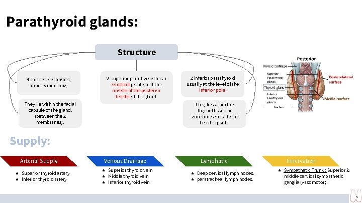 Parathyroid glands: Structure 4 small ovoid bodies, about 6 mm. long. 2 superior parathyroid Parathyroid glands: Structure 4 small ovoid bodies, about 6 mm. long. 2 superior parathyroid